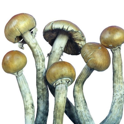 Psilocybin